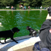 Boomer beim Hundeschwimmen im Freibad Dellwig