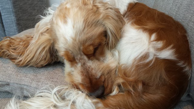 Dexter wird 2 Jahre Nov. 2016