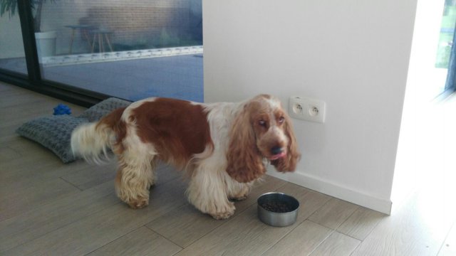 Dexter wird 2 Jahre Nov. 2016