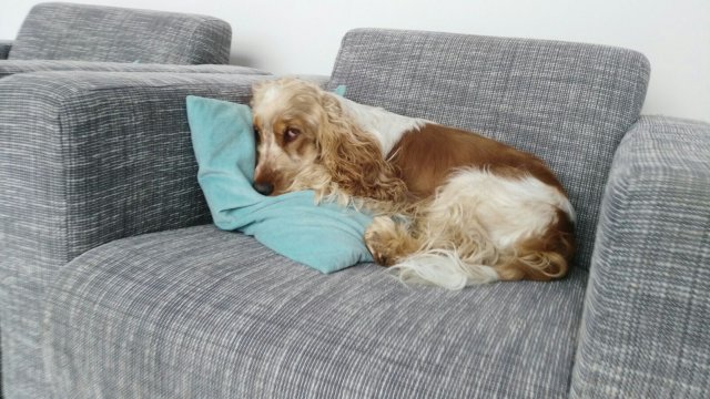 Dexter wird 2 Jahre Nov. 2016