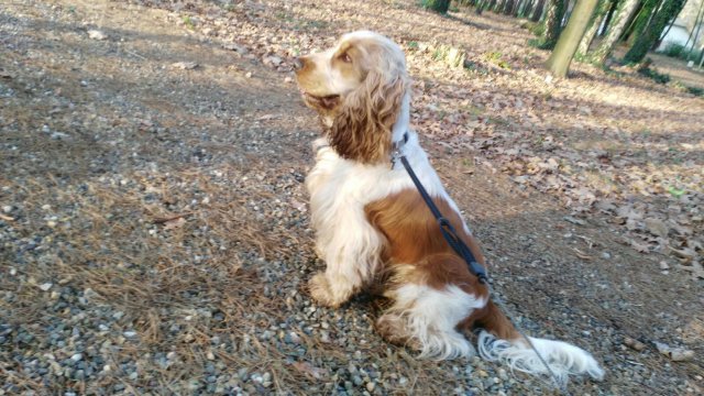 Dexter wird 2 Jahre Nov. 2016