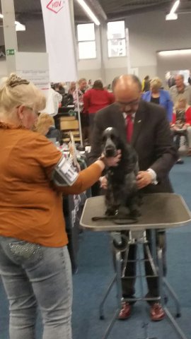 Bundessieger Ausstellung Westfalenhalle Dortmund.