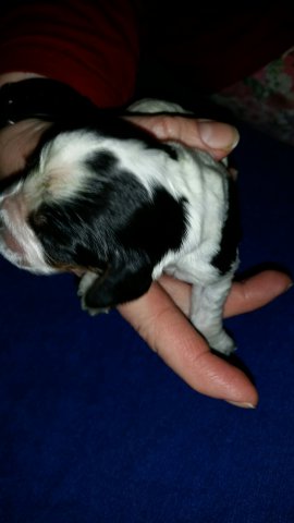 Erste Bilder Feb 2017