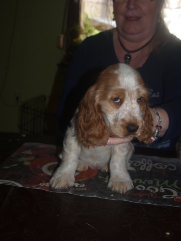 Wurf 2017-1 März 2017